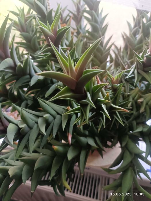 продам бальзамин хавортия фуксия алое  каланхое