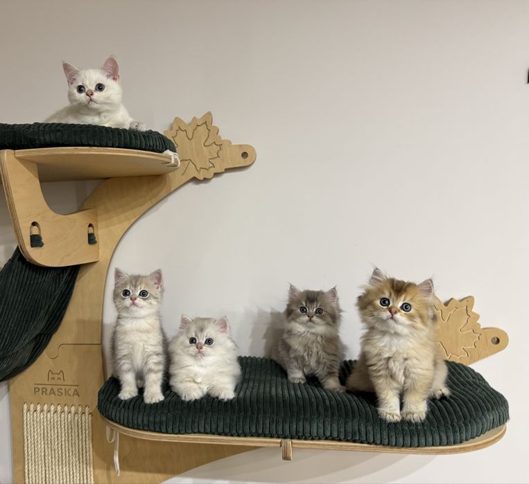 Kot kocur brytyjski długowłosy prawdziwy rodowód FIFe FPL GWARANCJA