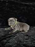 Buldog francuski - piesek