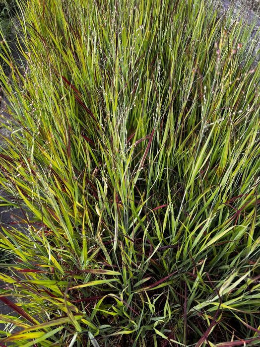 Proso rózgowate 'Sangria' Czerwona trawa (Panicum virgatum) 2.0L