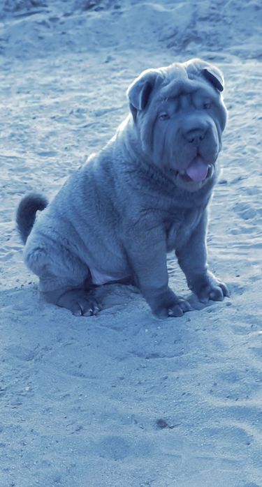 Shar pei fêmea... Sharpei Azul Cinza