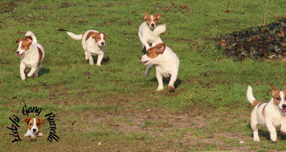 ZAPOWIEDŹ Jack Russell Terrier ZKwP FCI- PIESEK /badania genetyczne