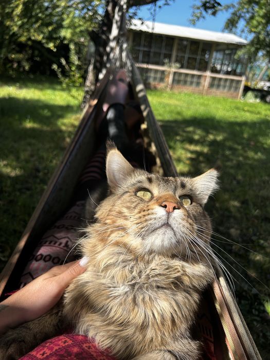 Перетримка тварин.Готель (передержка) для домашніх улюбленців, песиків