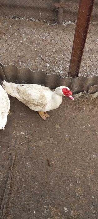 Индоутки  немецкая тяжелая линия