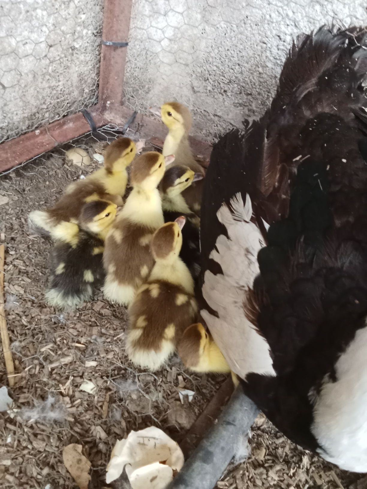 Patos mudos pequenos