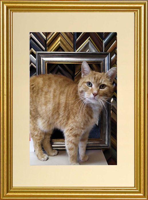 Ramka foto na zdjęcia 20x30 cm złota +gratis passe-partout