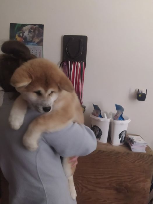 Akita inu-prześliczne szczenię FCI
