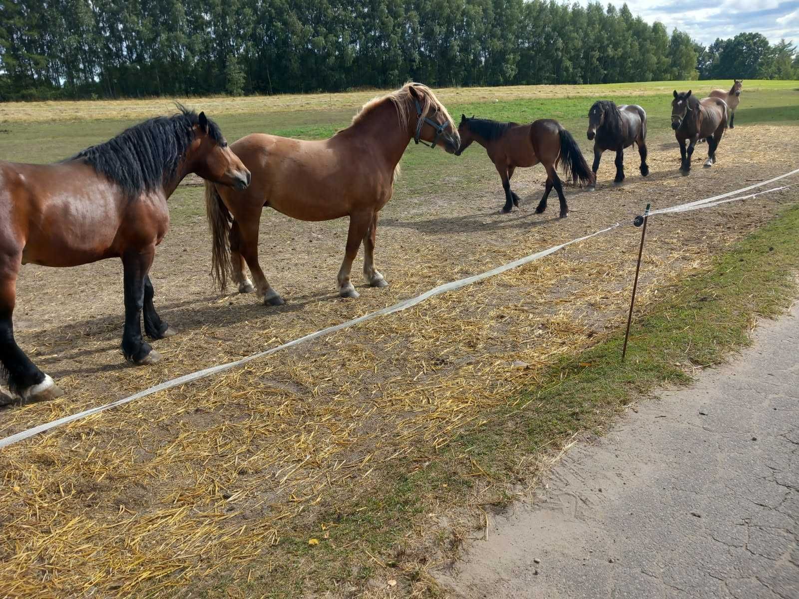 Sprzedam konie zimnokrwiste