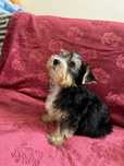 Piękny szczeniak yorkshire terrier biewer