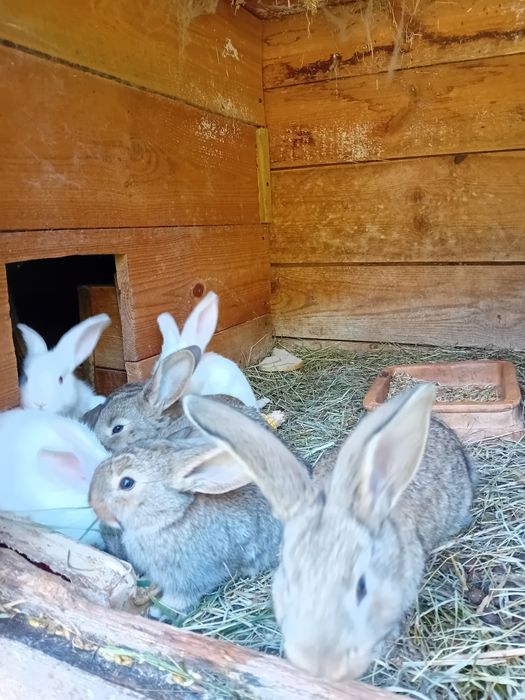 Sprzedam samice Rex z małymii