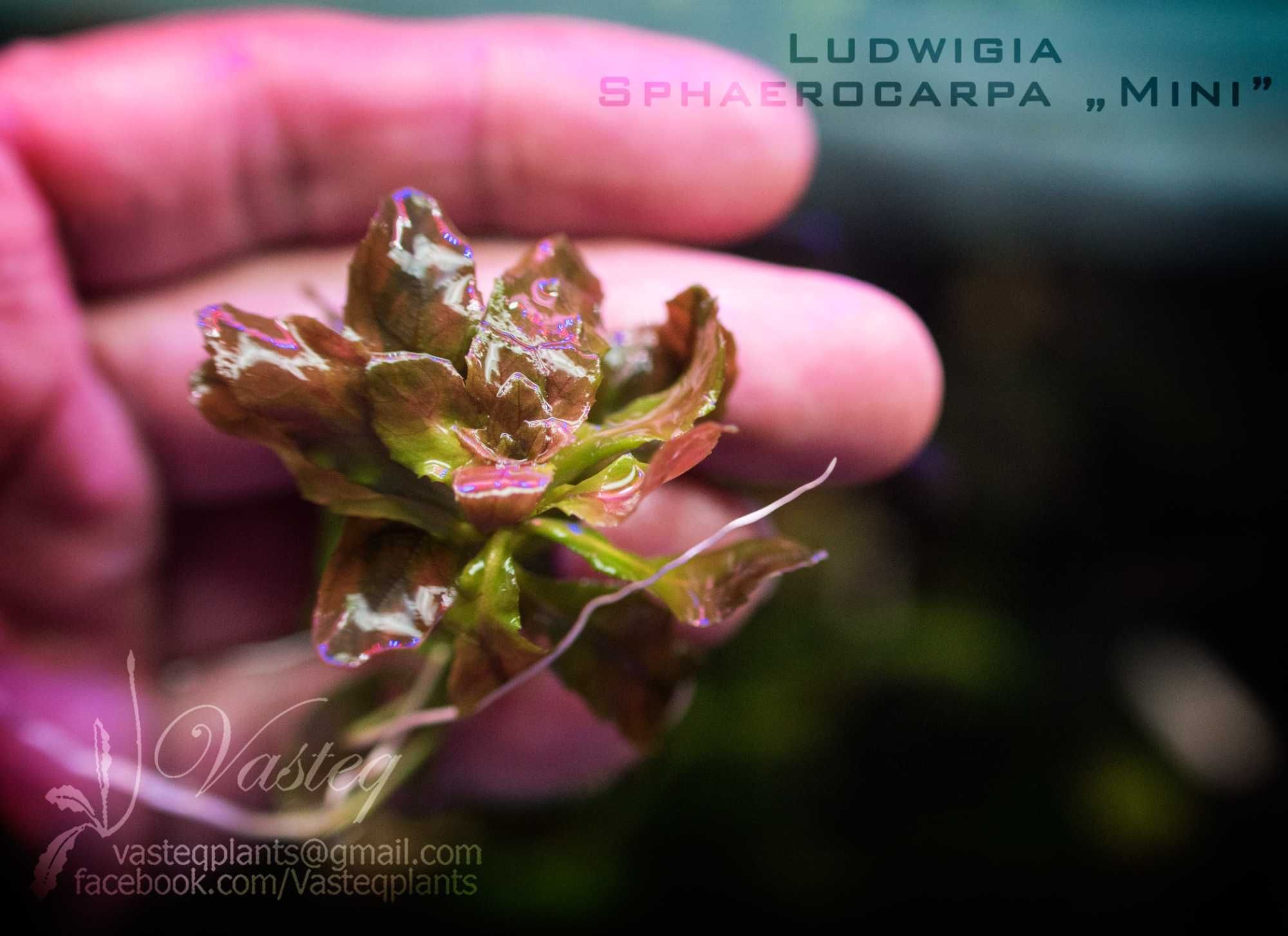 Ludwigia Sphaerocarpa mini rzadkości Rarytas do Nano