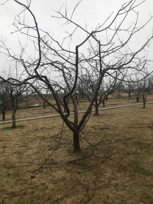 Обрезка Спил деревьев за Деньги Консервацию не предлагать