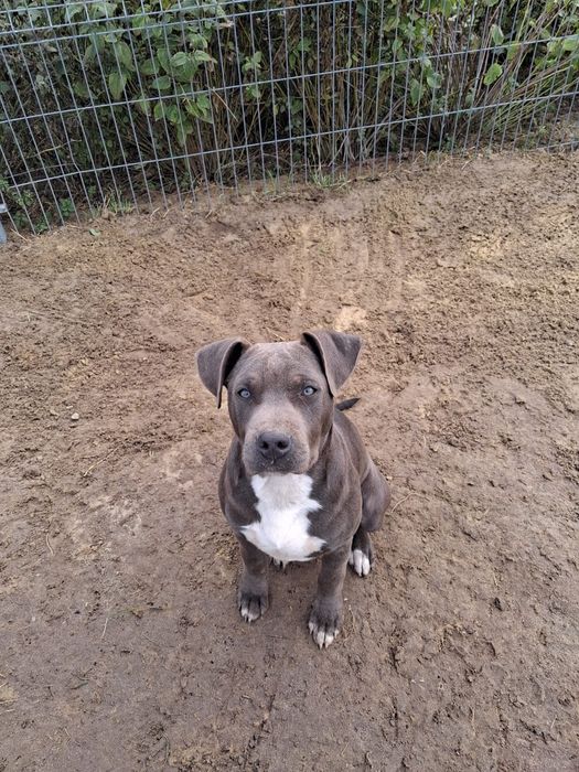 American amstaff staffordshire  terier
