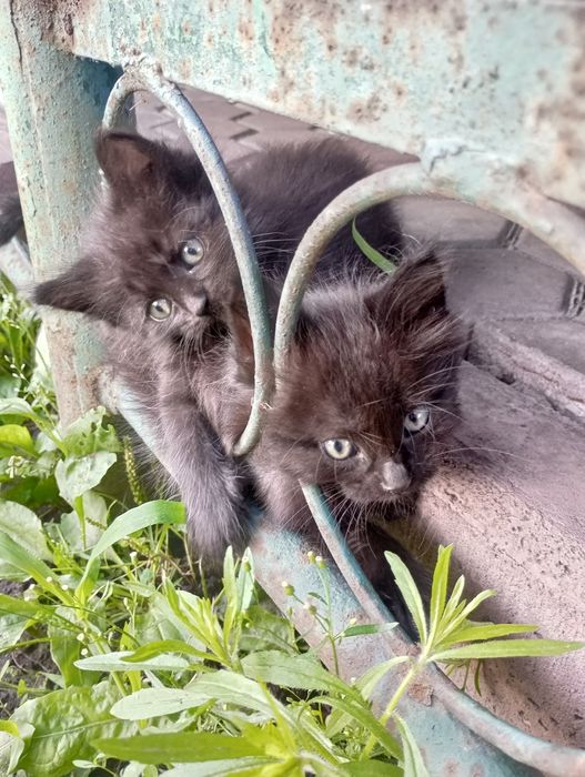 Черные котята бесплатно