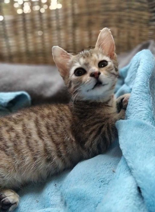 Кошенятко шукає люблячу родину!