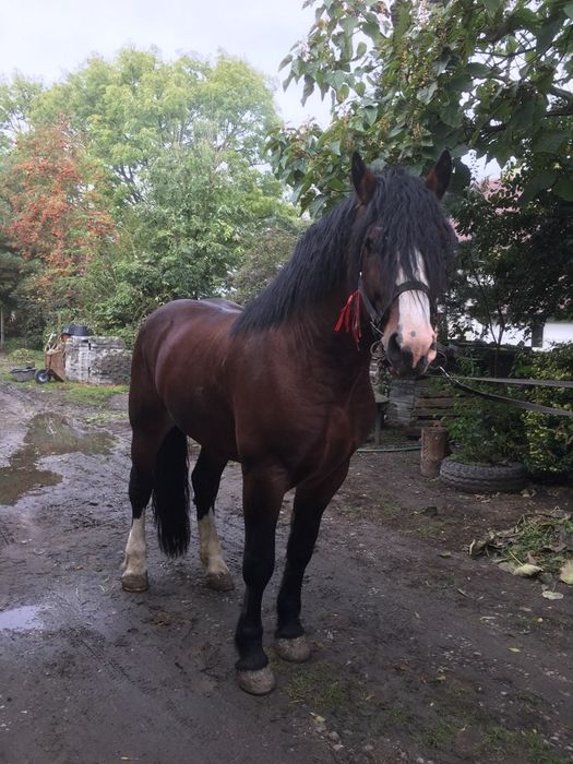 Ogier zimnokrwisty typ pogrubiony