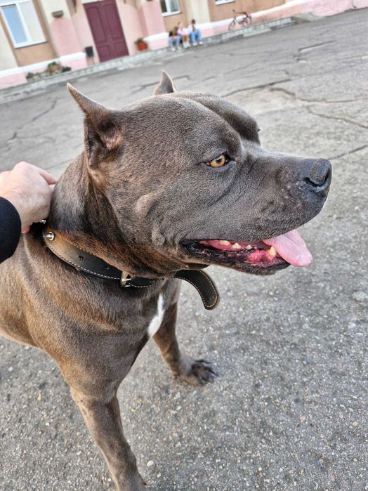 Ам-стаф случка . Родословний .