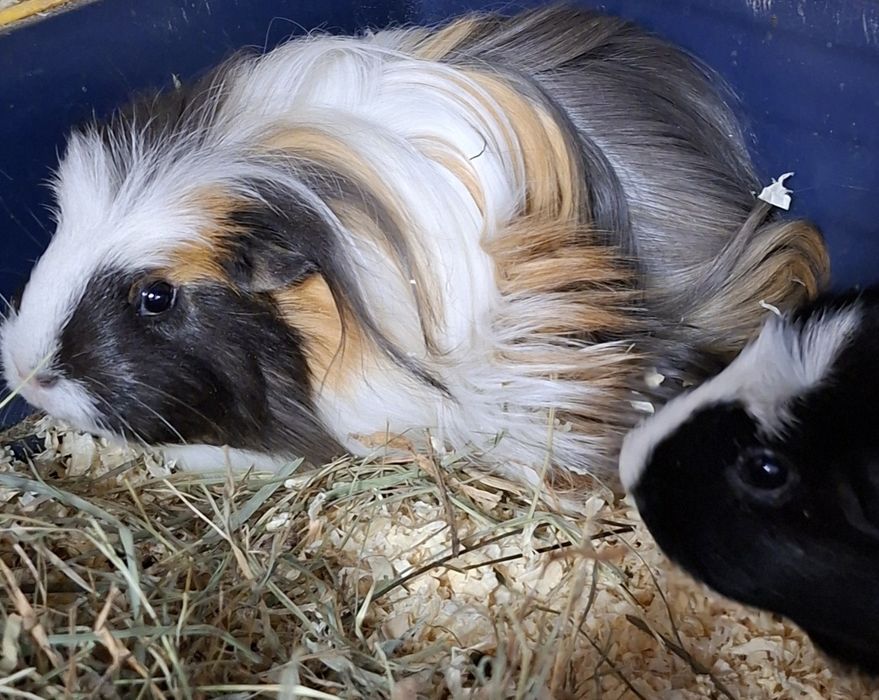 Świnka morska samica, cavia domowa