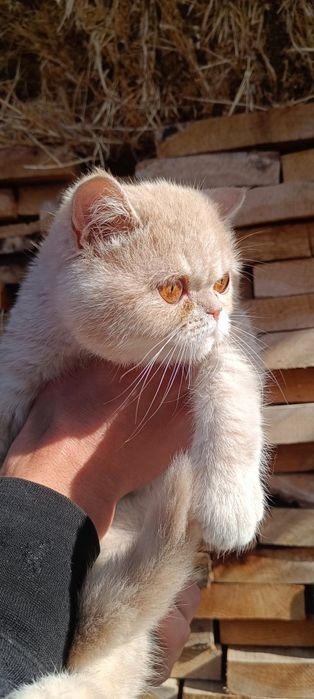 Кошечка чистокровная экзот