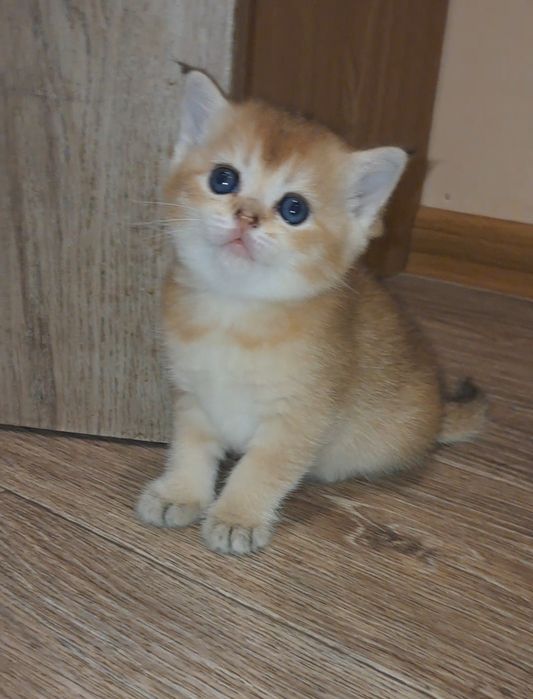 Золоті шиншили дівчатка