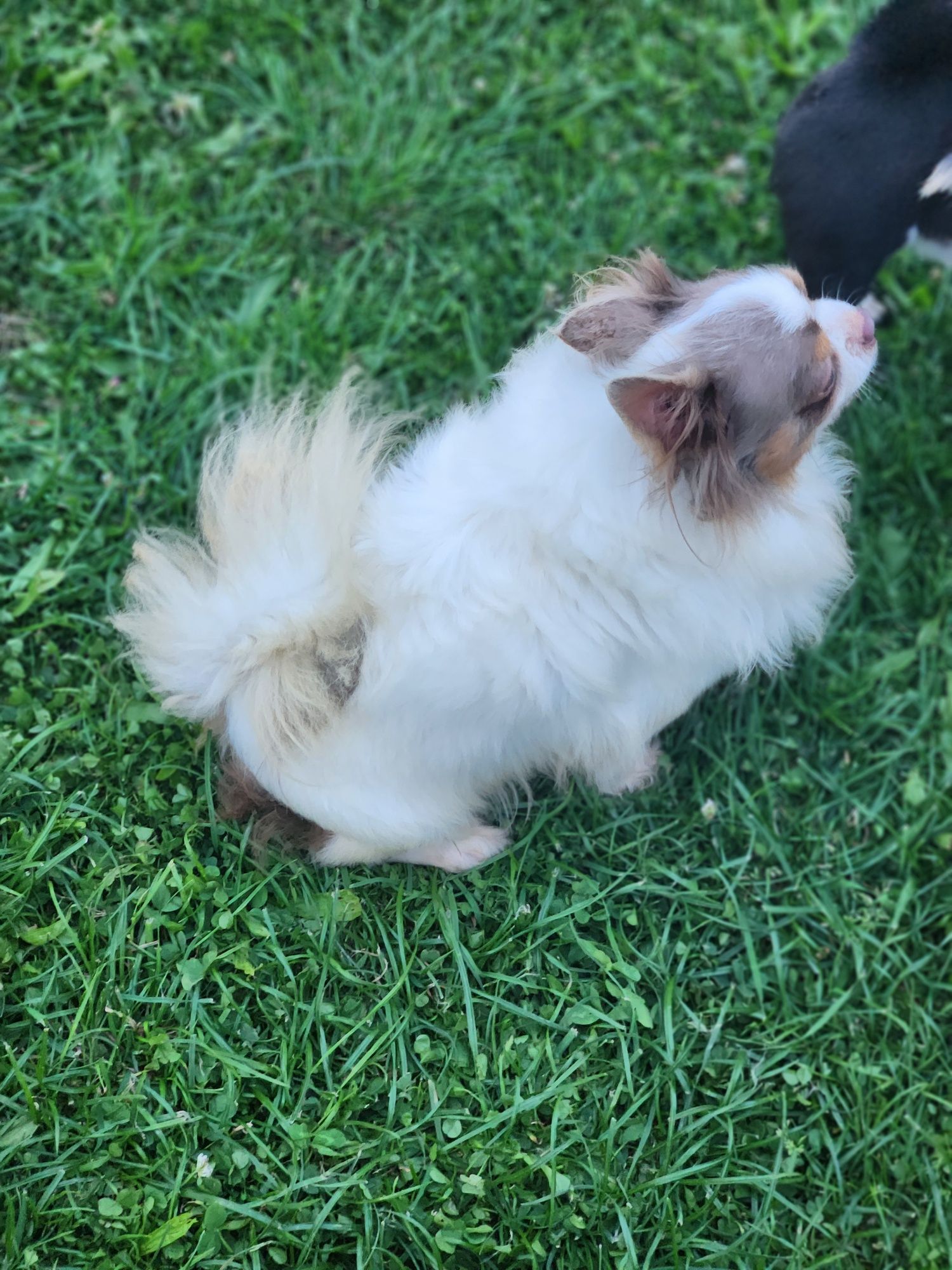 Chihuahua biało liliowy z uprawnieniami hodowlanymi badania