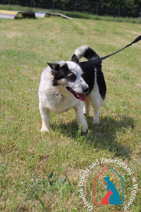 Uroczy, spokojny, łagodny, uczuciowy - lubi spokojne spacerki
