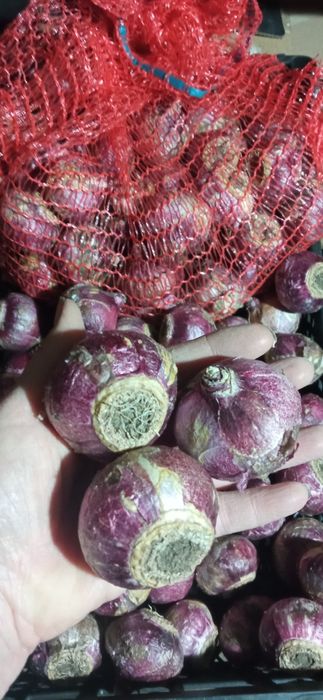 Луковицы Гиацинтов 2х размеров