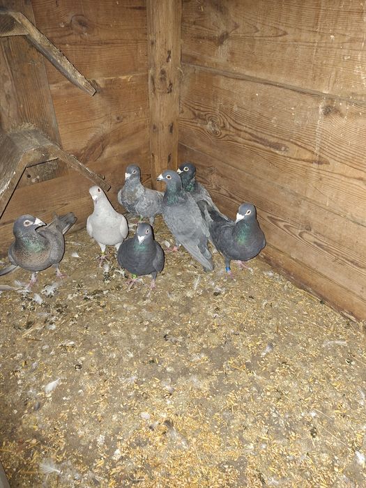 Goelebie pocztowe kolorowe