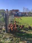Ovos frescos galinhas criadas no campo