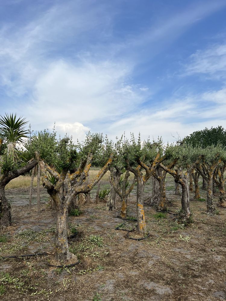 Venda de Plantas/Árvores