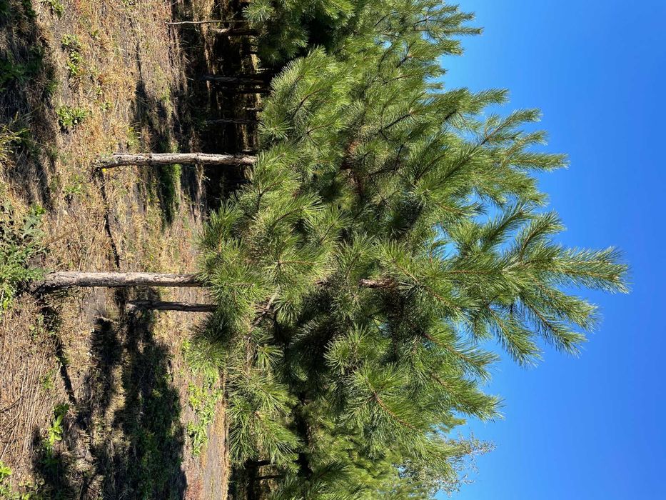 Сосна крымская с комом (4-5 метров)