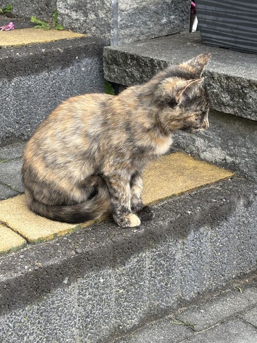 Oddam kotki w dobre ręce