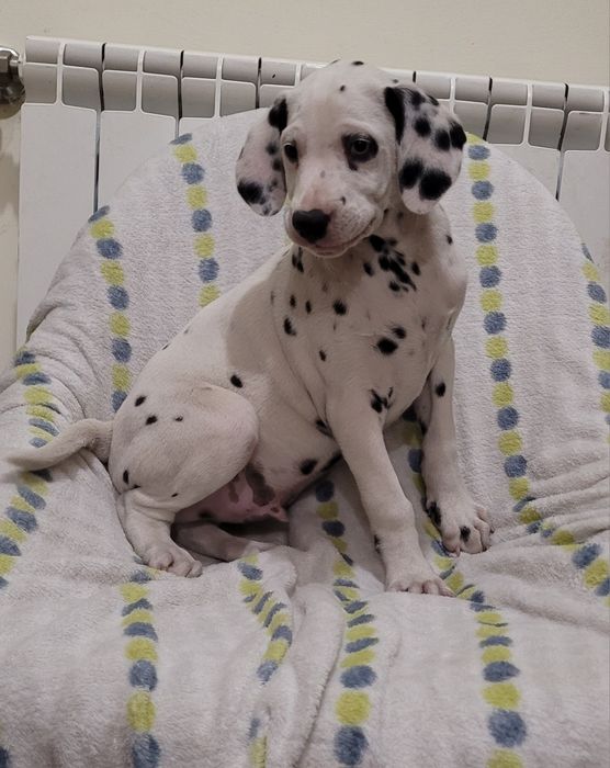 Dálmata macho com 2 meses