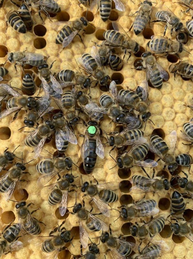 В НАЯВНОСТІ бджоломатки карніка лінії "Пешец"F1 бджоломатка. Матки. М