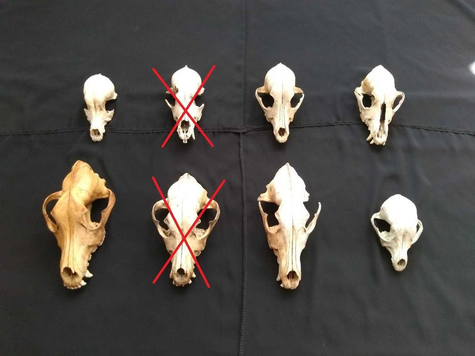 Череп собаки 15 шт