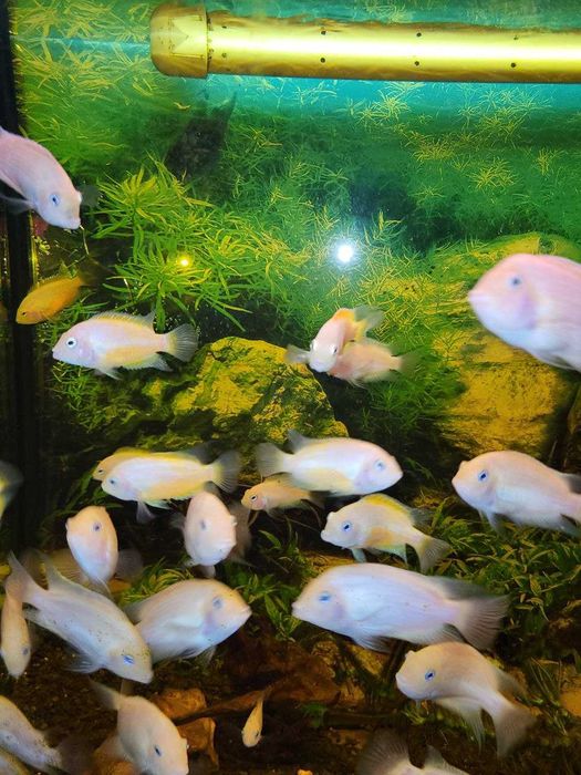 Цихлазома чернополосая альбинос