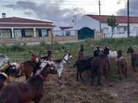 Rebanho  de  15 cabras boas de leite com b4