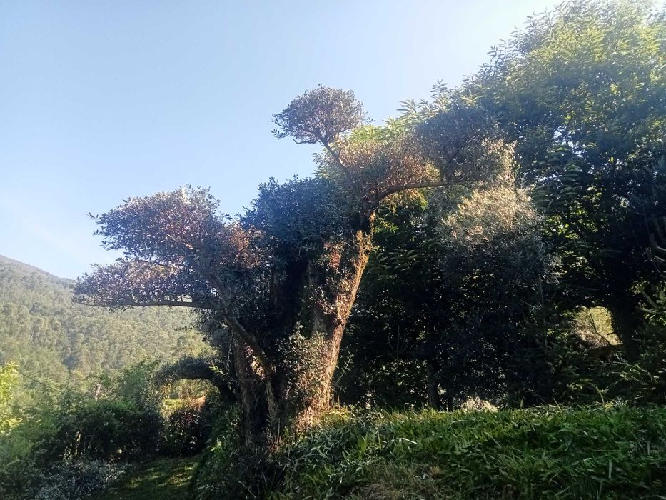 Oliveira para jardim