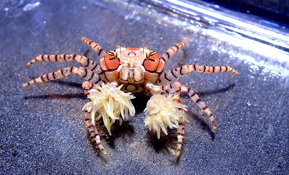 Lybia tessellata - Pom Pom Crab - Krab - akwarium morskie