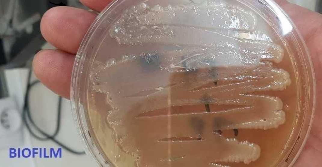 FUNGILITIC - Fusarium, nicienie, kiła kapustnych, zgnilizna cebuli