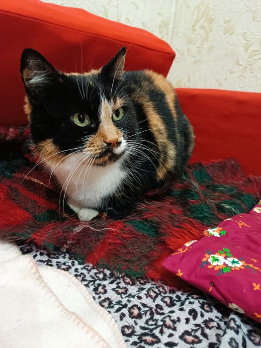 Віддам кицю в добрі руки