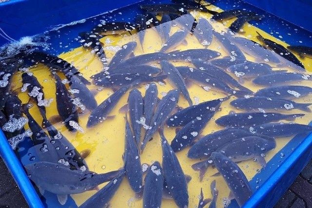 Karpie amury szczupaki jesiotry, Galeria Promyk