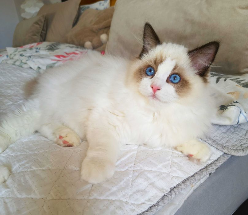 Uroczy kocurek jak miś przytulanka