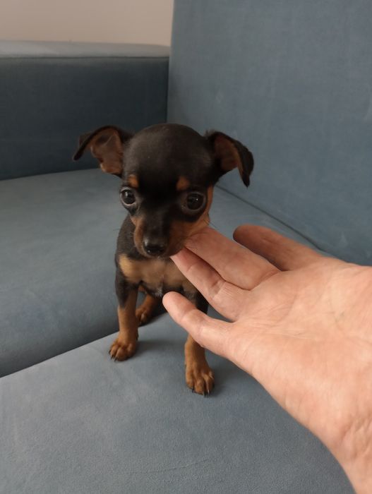 Ratlerek miniaturowy  suczka   pinczer