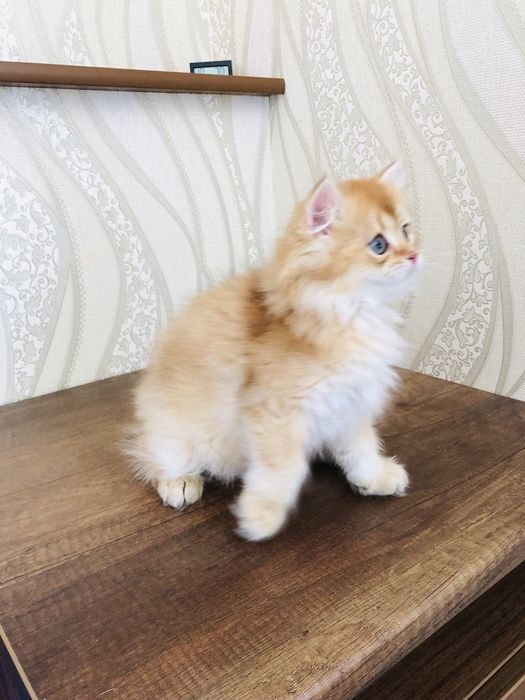 Британські кошенята/Британские котята. Золотая шиншилла.