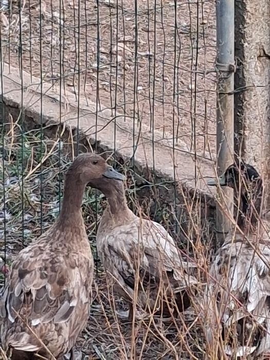 Vendo patos ruoan animais adultos