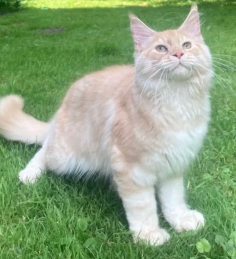 Maine Coon po importach ! Piękny kocurek !
