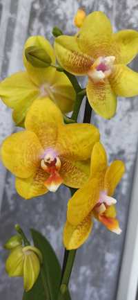 Ексклюзивна орхідея орхідеї восковик
