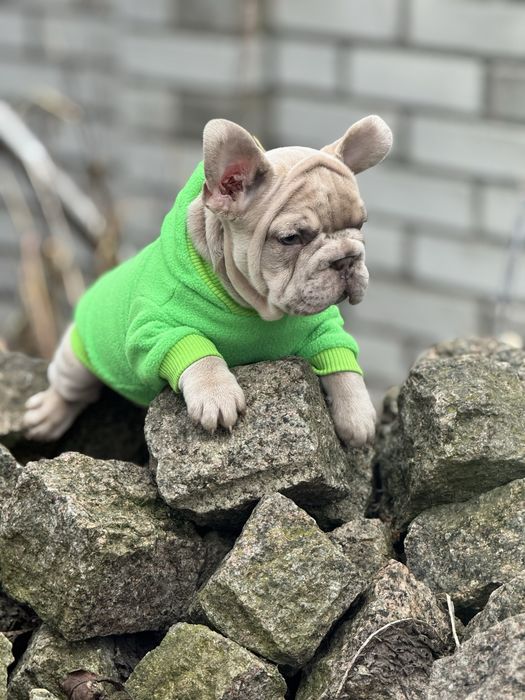 Французкий бульдог бигроп