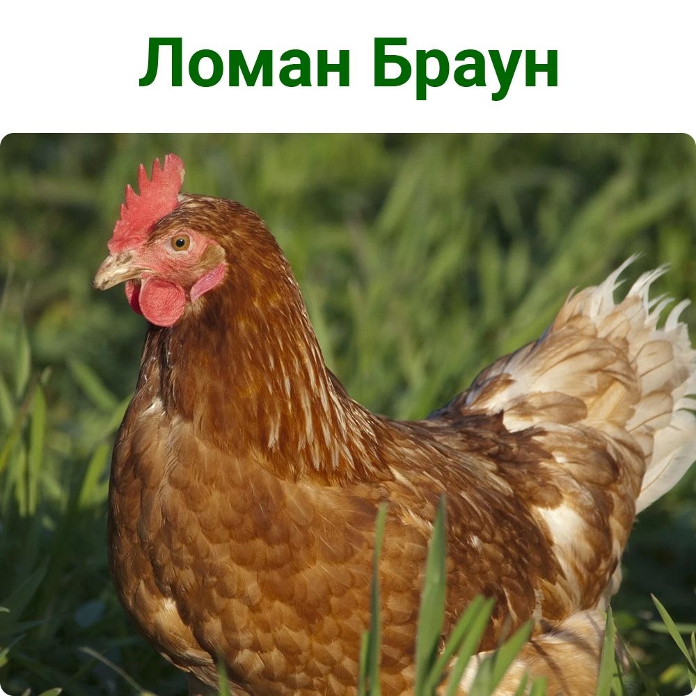 Ломан Браун несушка инкубационное яйцо